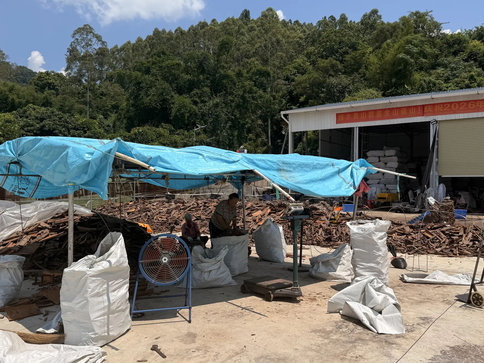 Cassia sorting, weighing and bagging