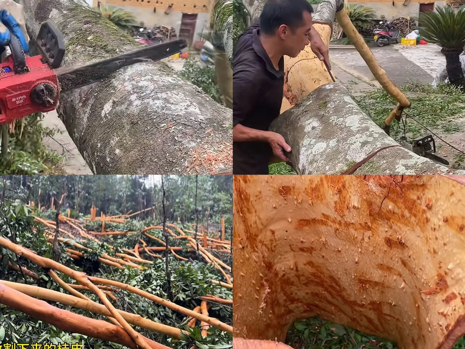 Cassia bark being cut and peeled from a felled tree trunk