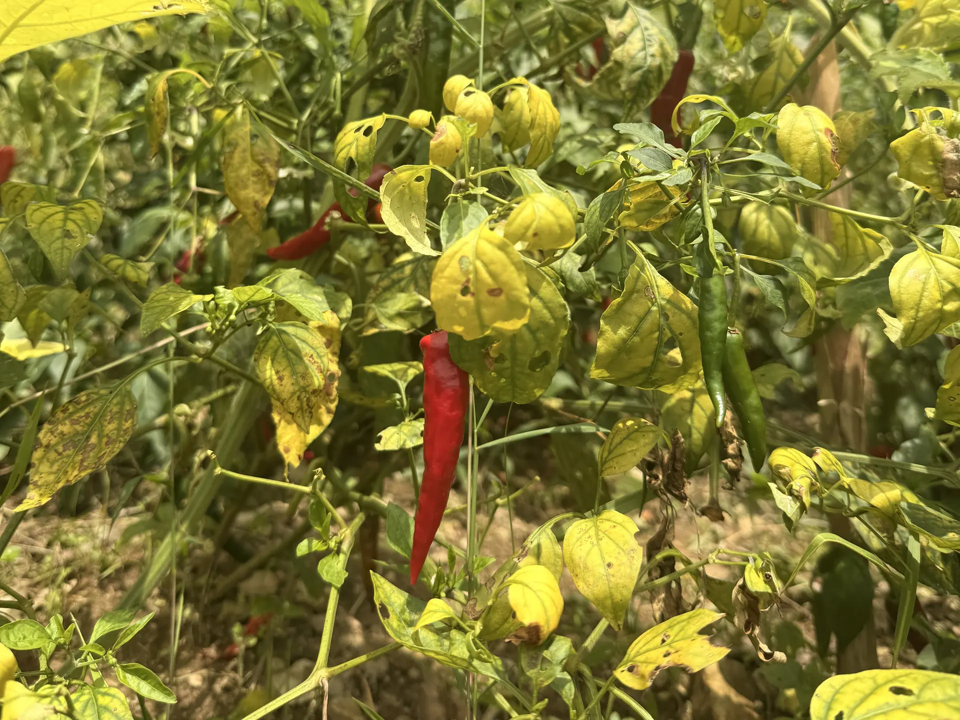Chilli peppers ripening on the plant