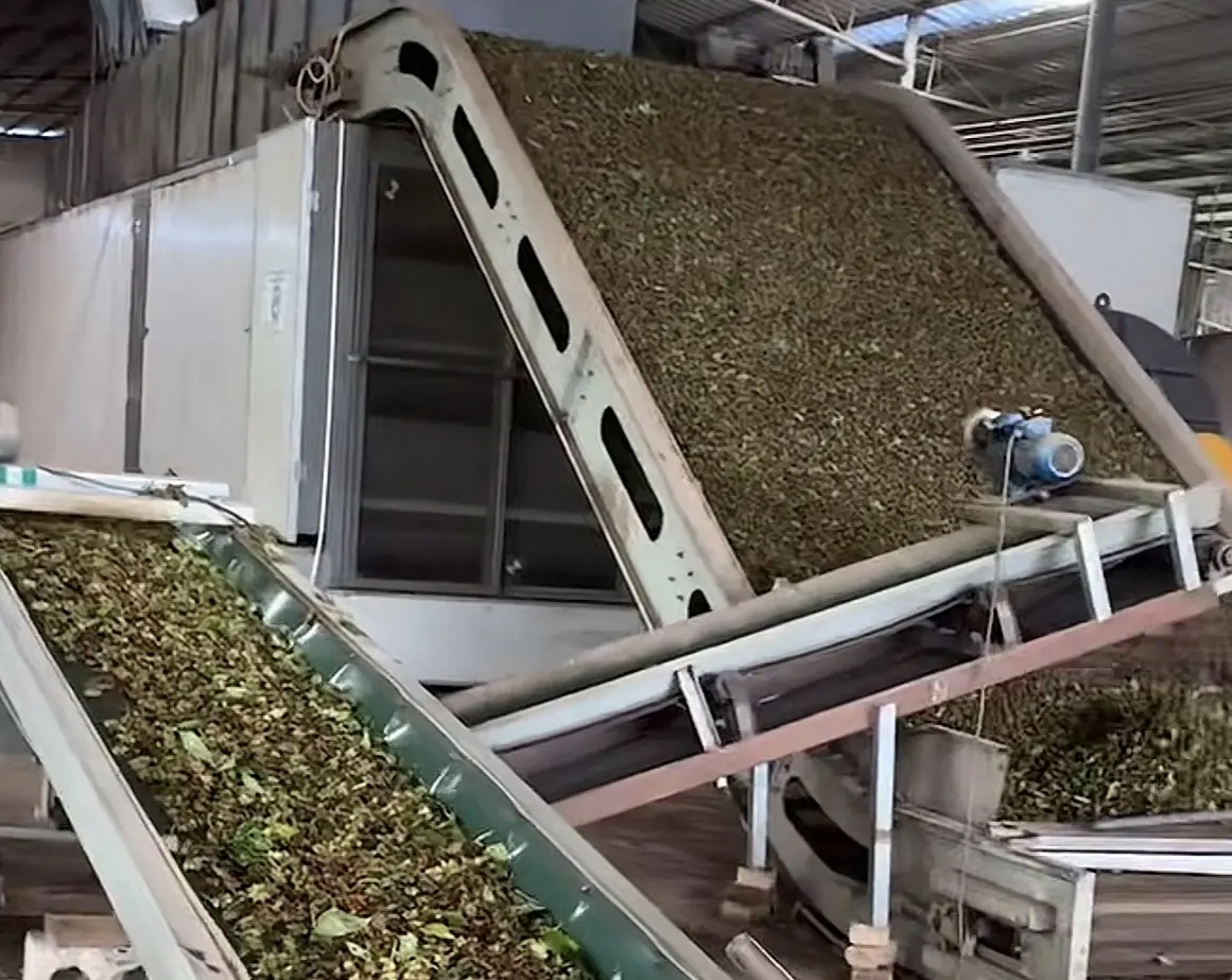 Vibrating screen separating raw star anise from stems and leaves