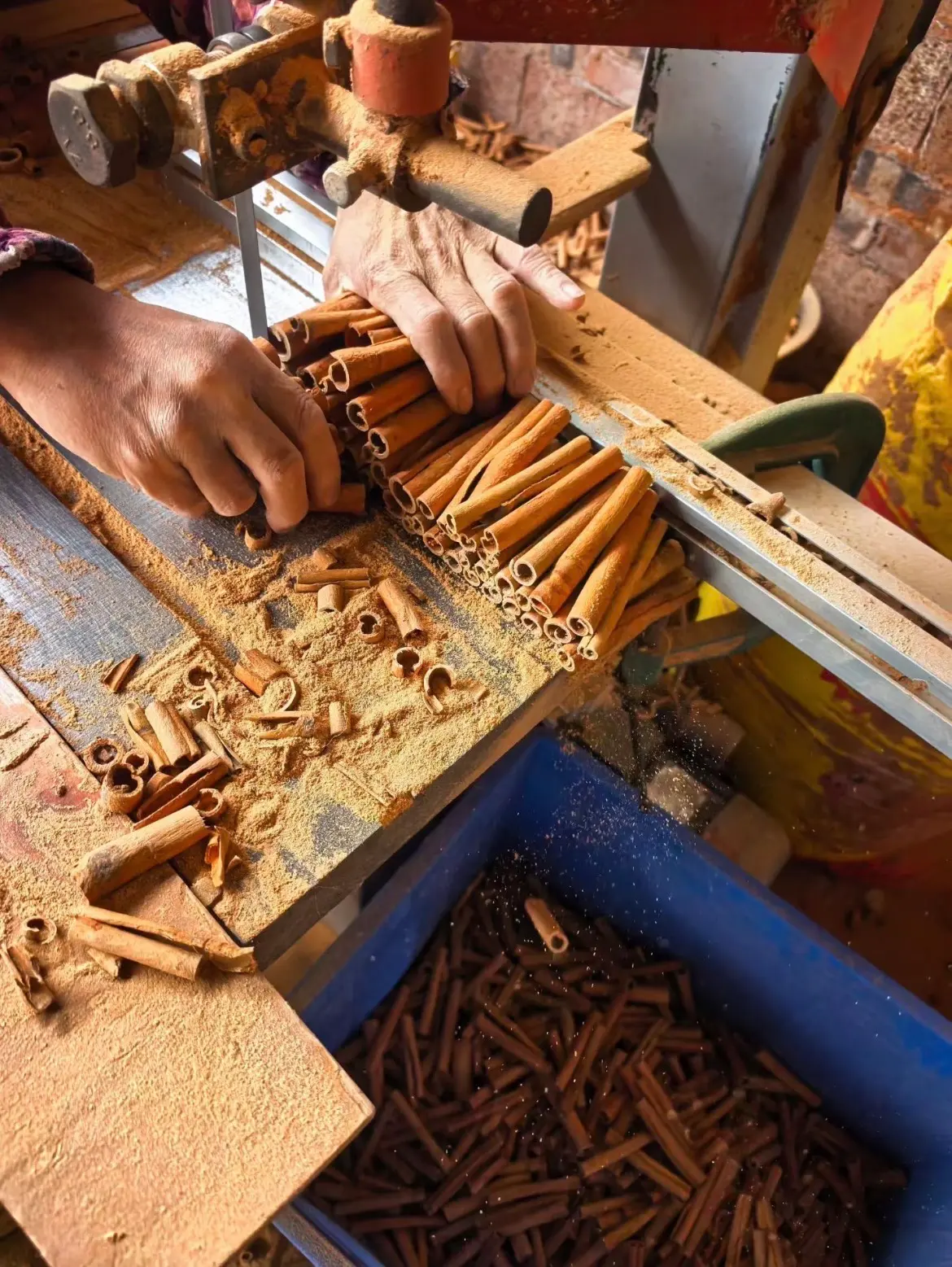 Cassia processing