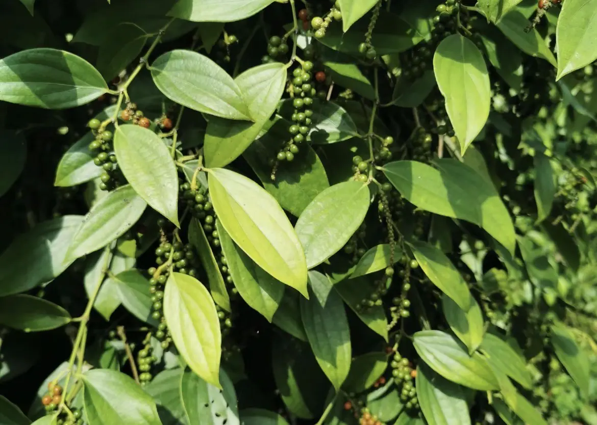 Close-up of green pepper berry clusters growing on the vine