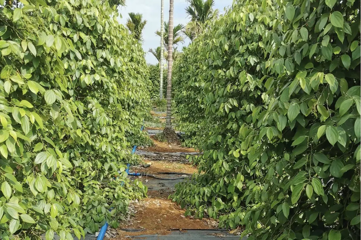 Rows of pepper vines trained up wooden stakes at a plantation