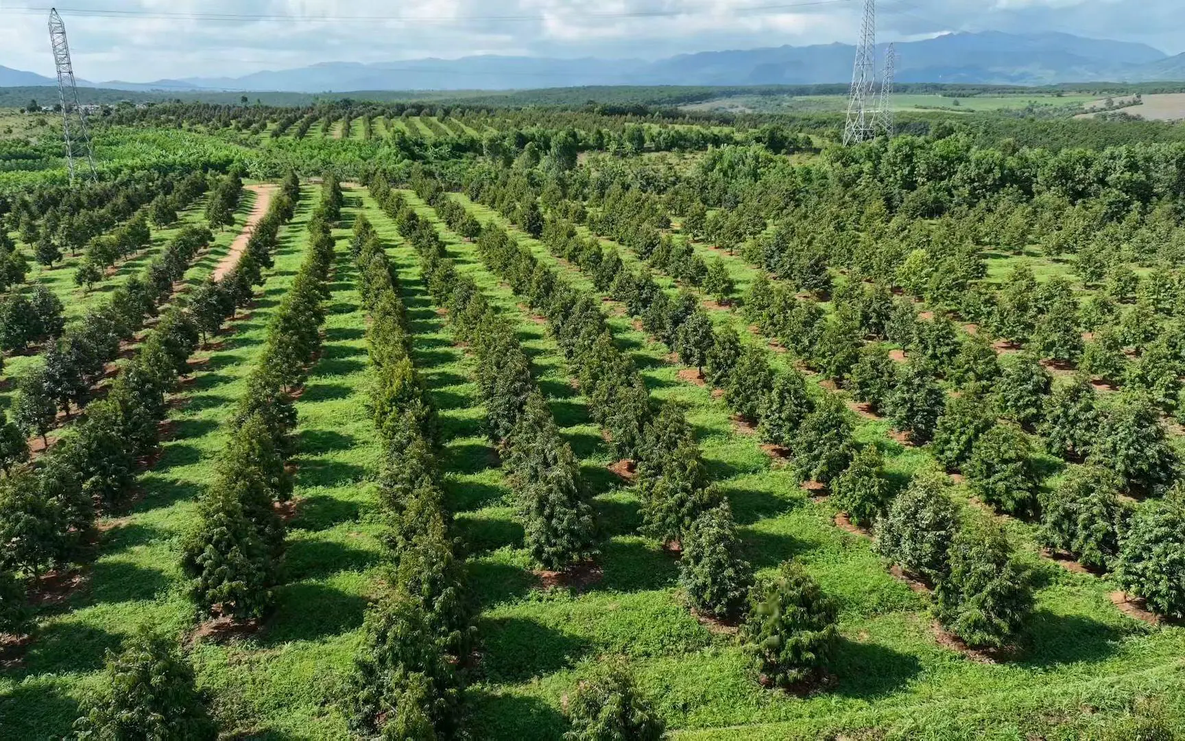 Rows of star anise trees at an origin orchard in Gulong, Guangxi