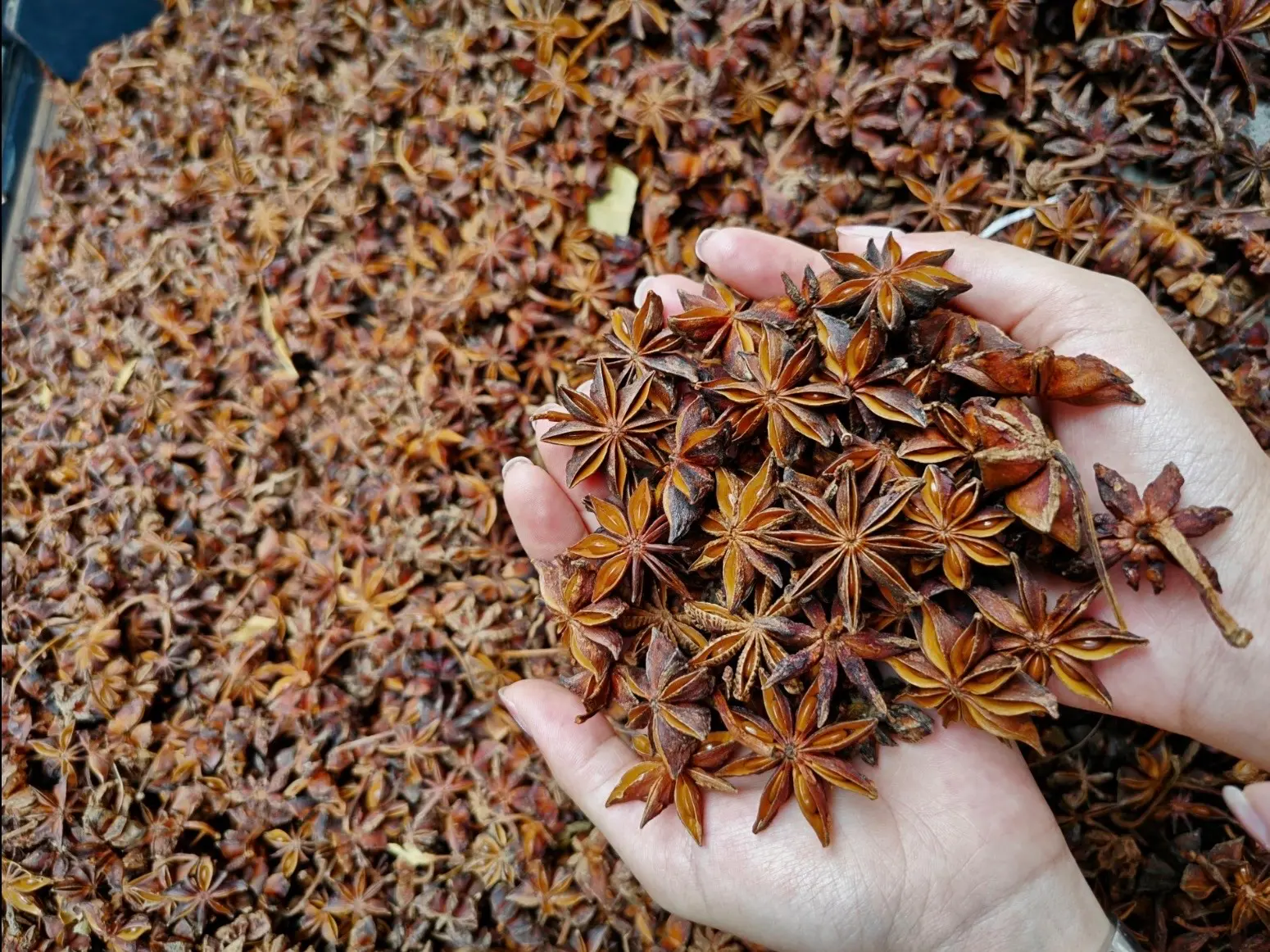 Whole Star Anise