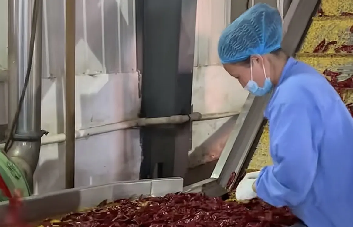Worker in a hairnet hand-sorting dried red peppers before milling