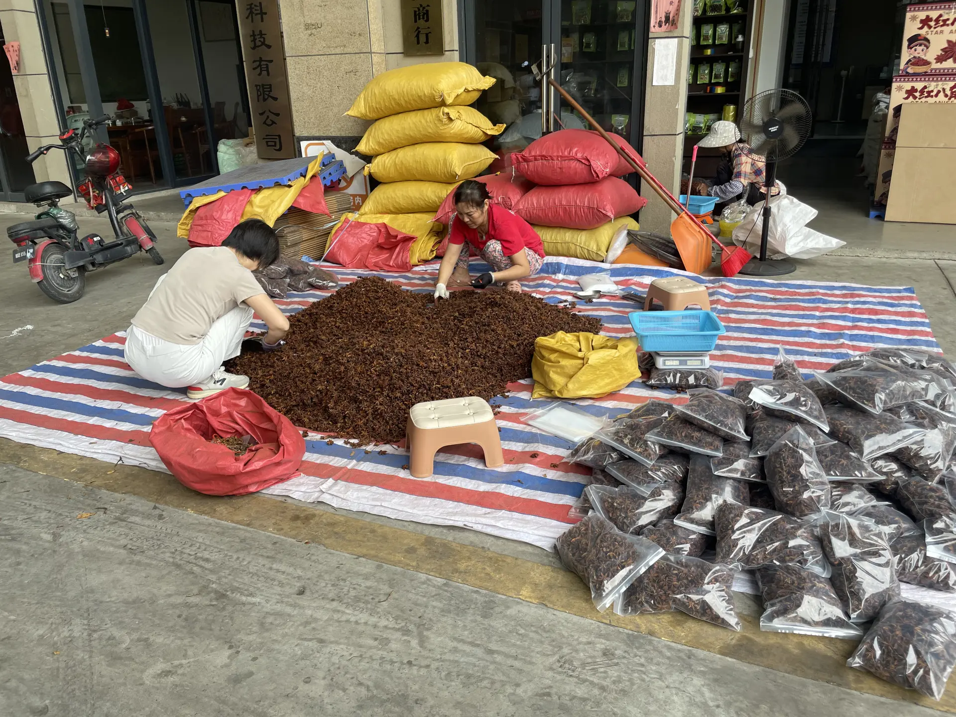 Workers hand-sorting star anise on a tarp for a second quality pass