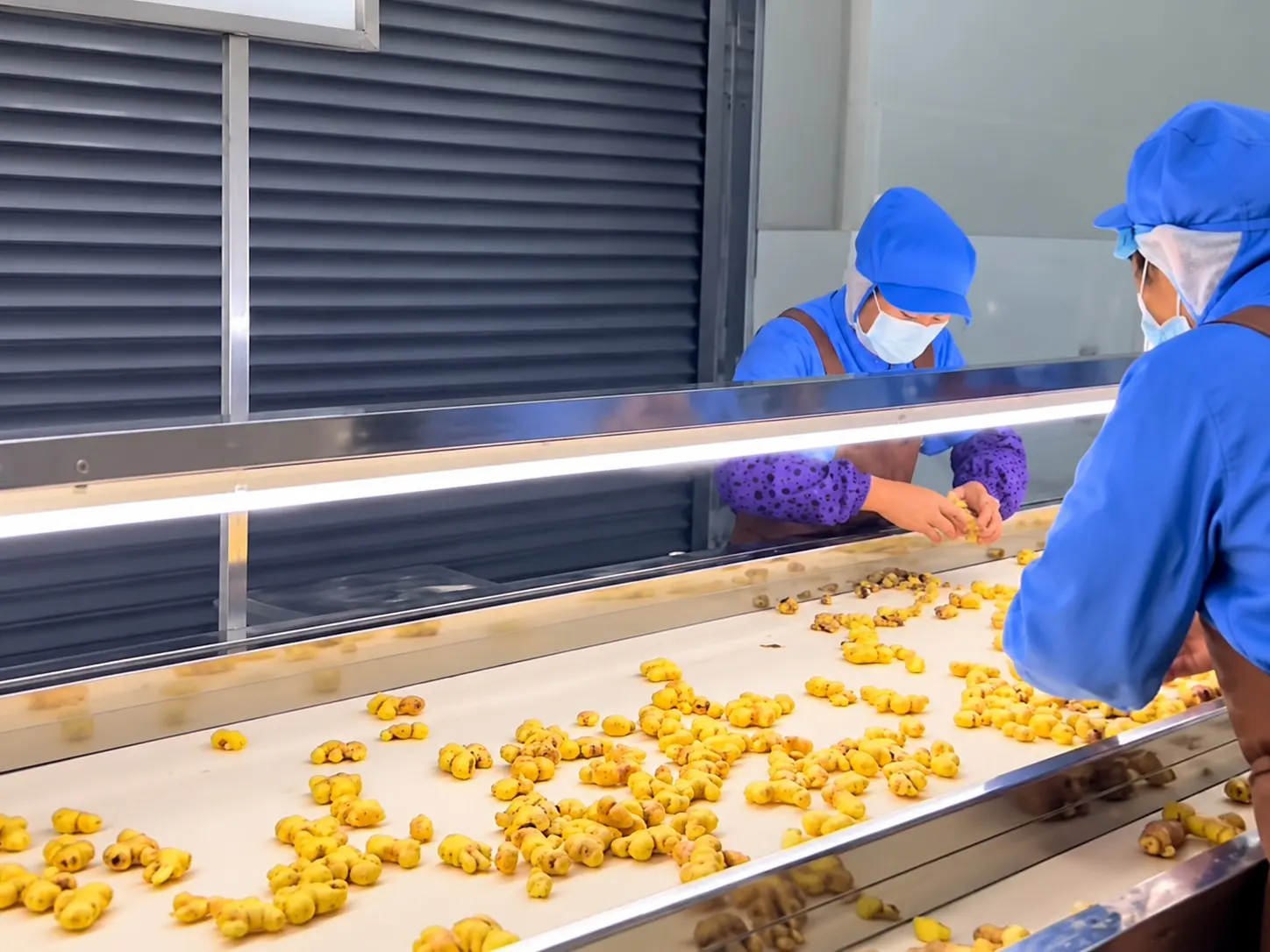 Workers in blue uniforms visually sorting ginger on a conveyor line