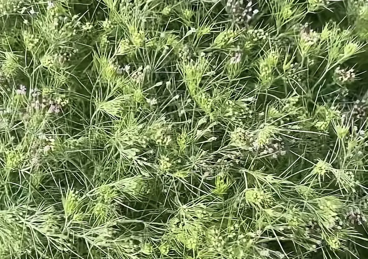 A field of flowering cumin plants