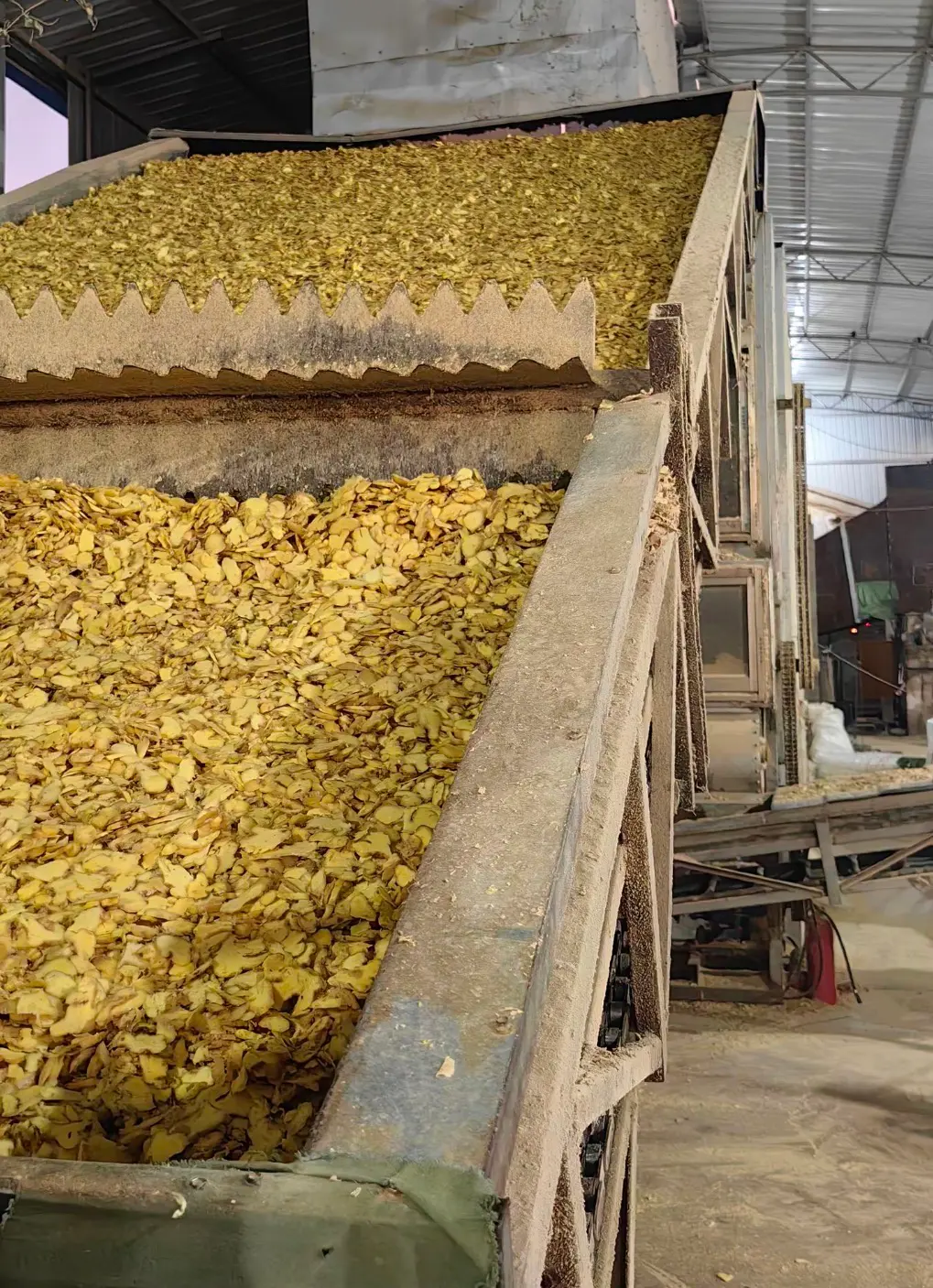 Ginger processing