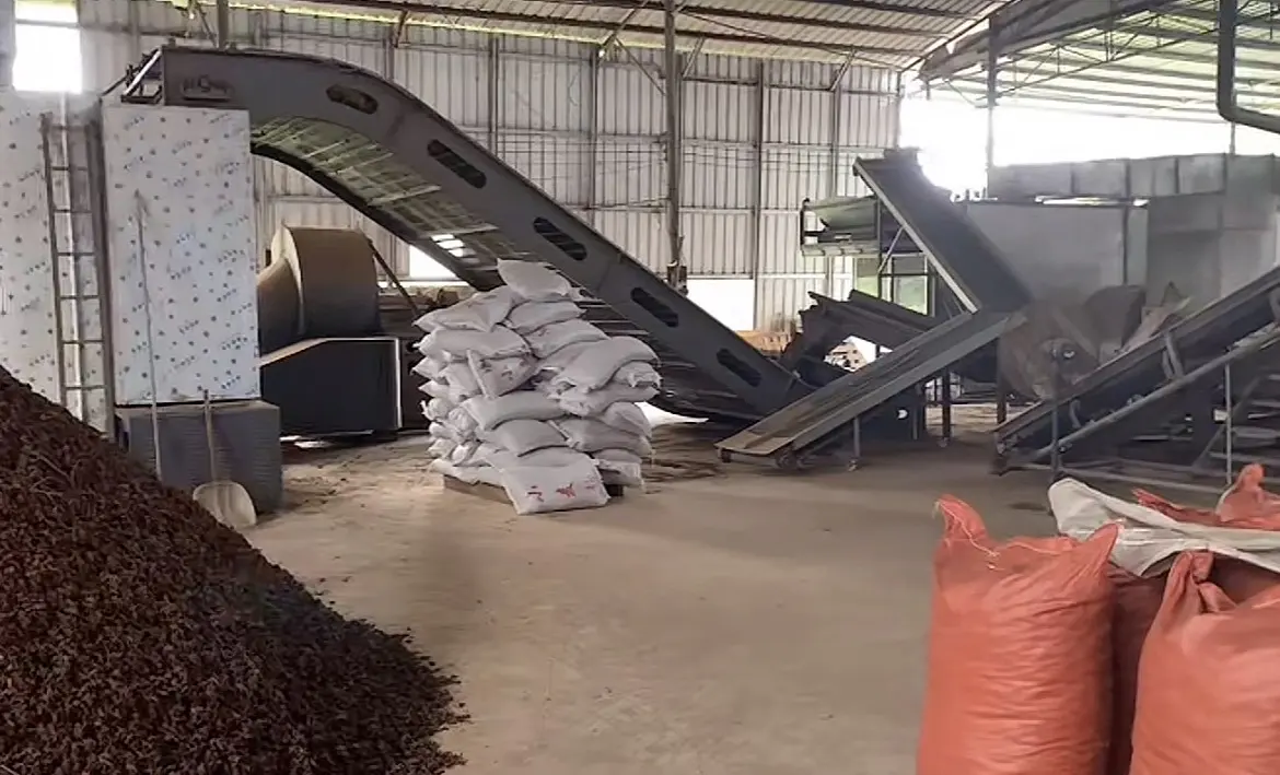 Star anise on a conveyor beside mechanical drying equipment