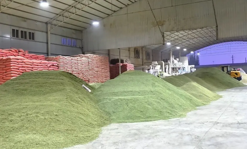 Large heaps of green fennel seed stored indoors beside packed sacks