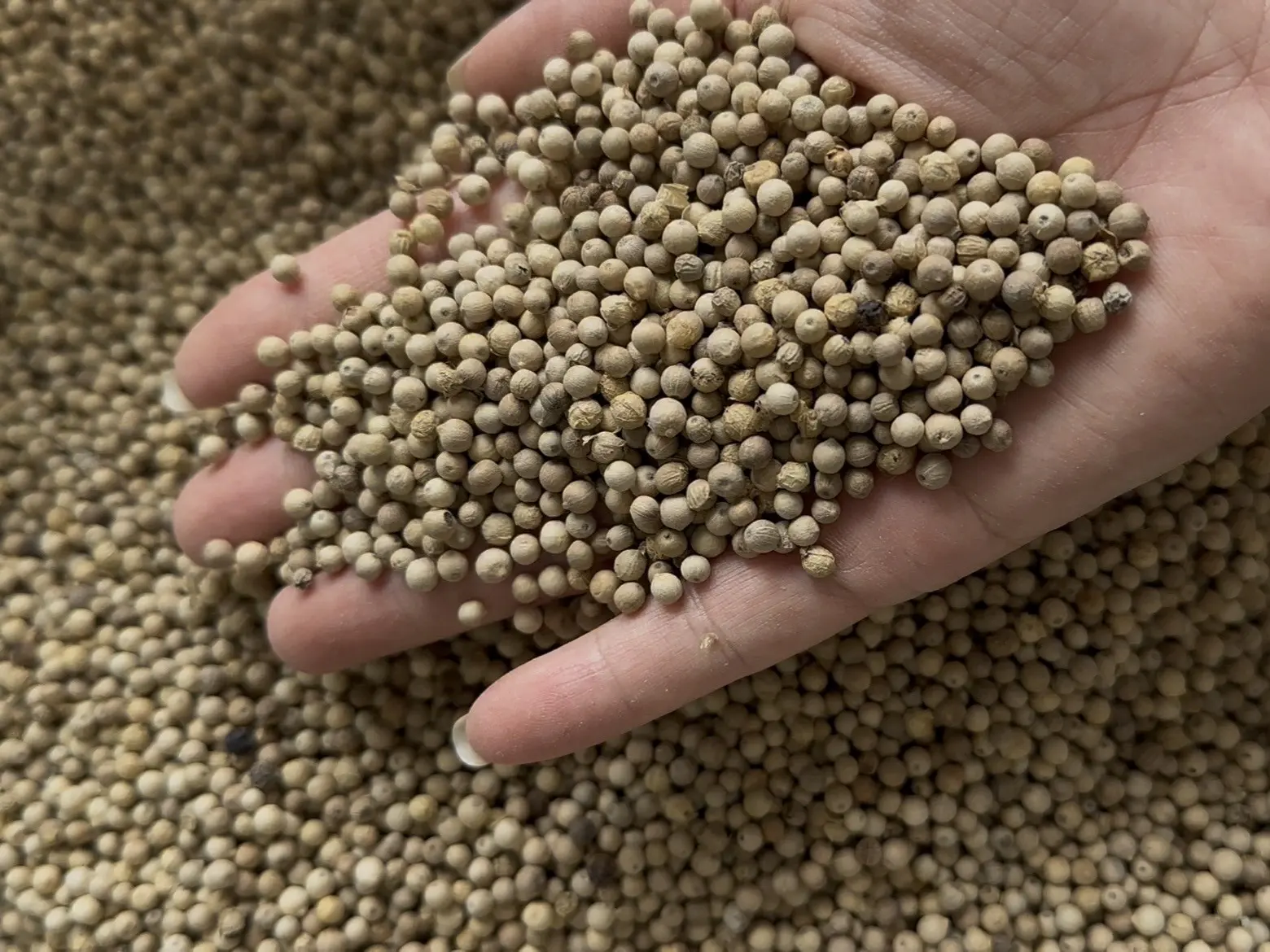 Handful of pale cream-coloured whole white peppercorns above more of the same lot