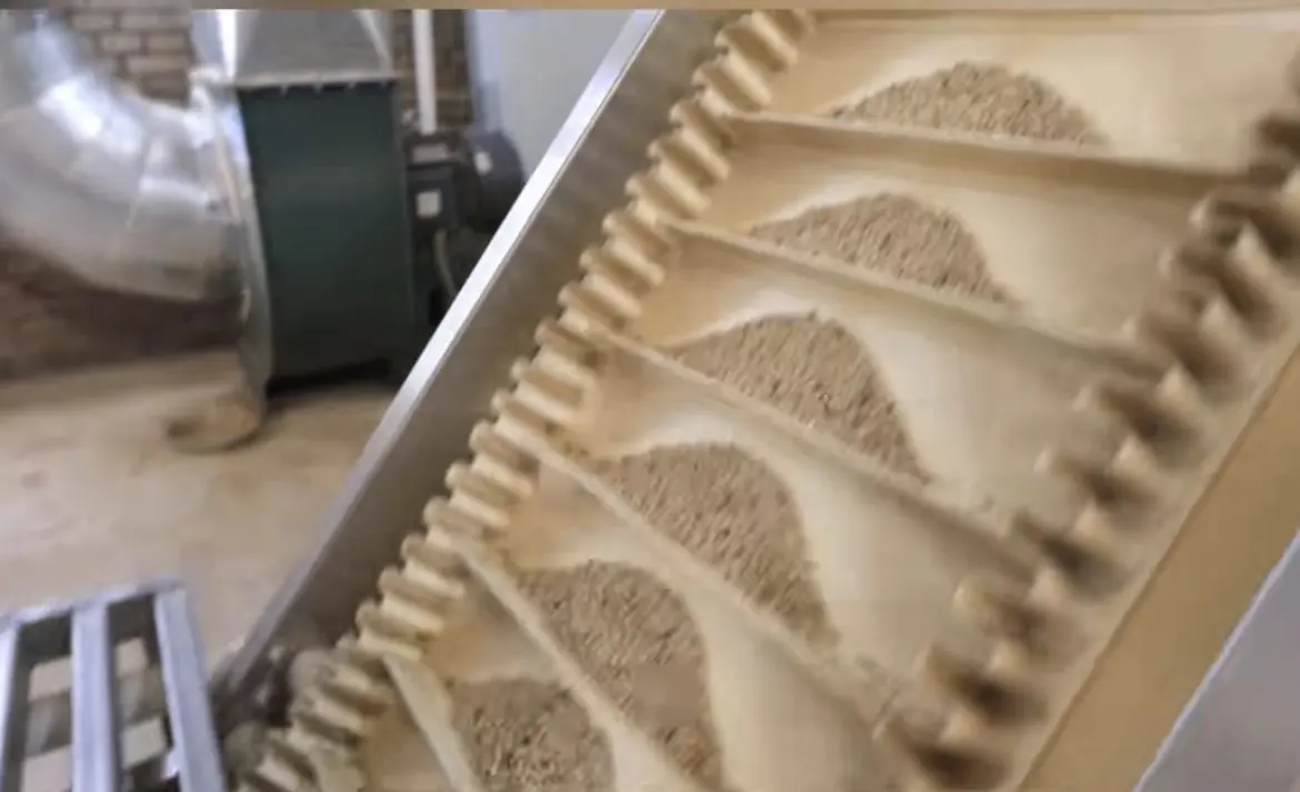 White pepper on an inclined sorting conveyor