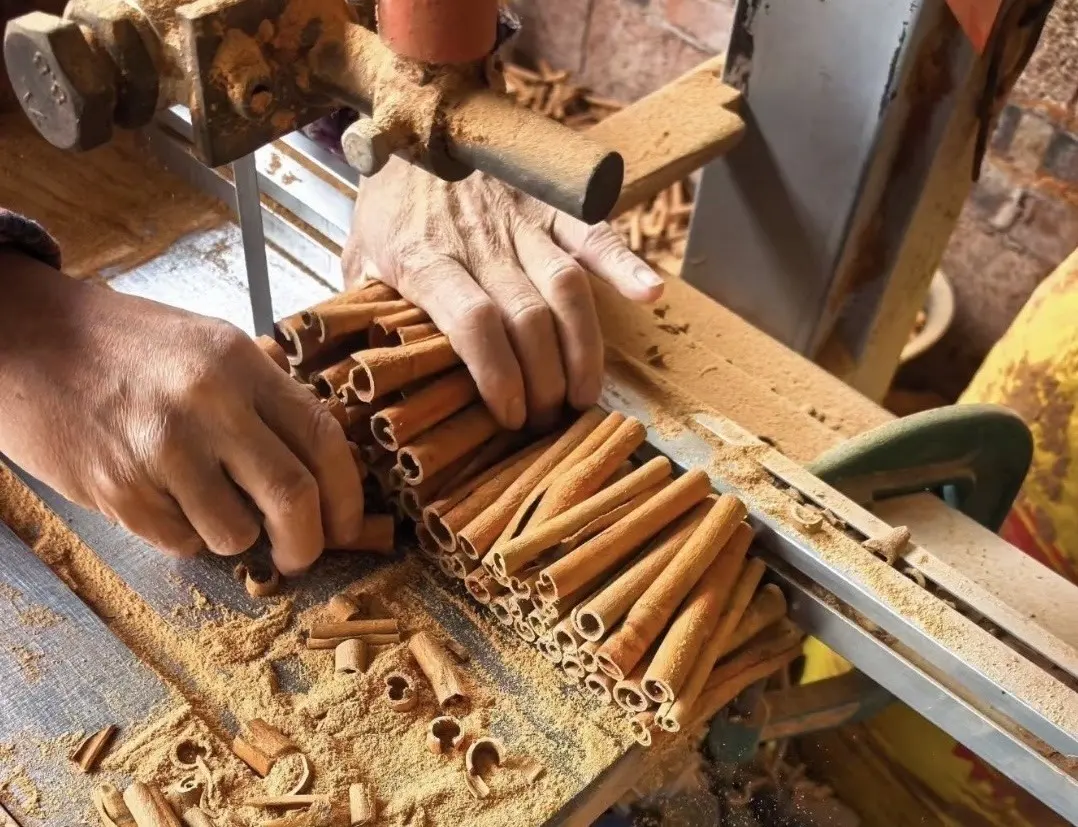 Worker cutting rolled cassia bark into sticks by hand