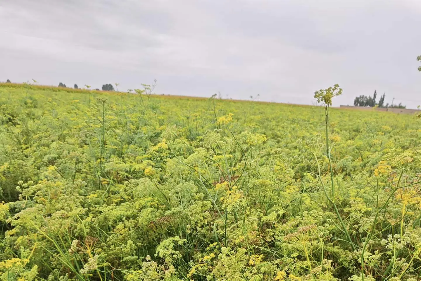 A flowering fennel field ready for harvest