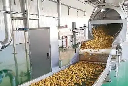 Ginger rhizomes moving through mechanical cleaning equipment