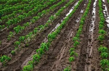 Rows of pepper plants growing in a cultivated field