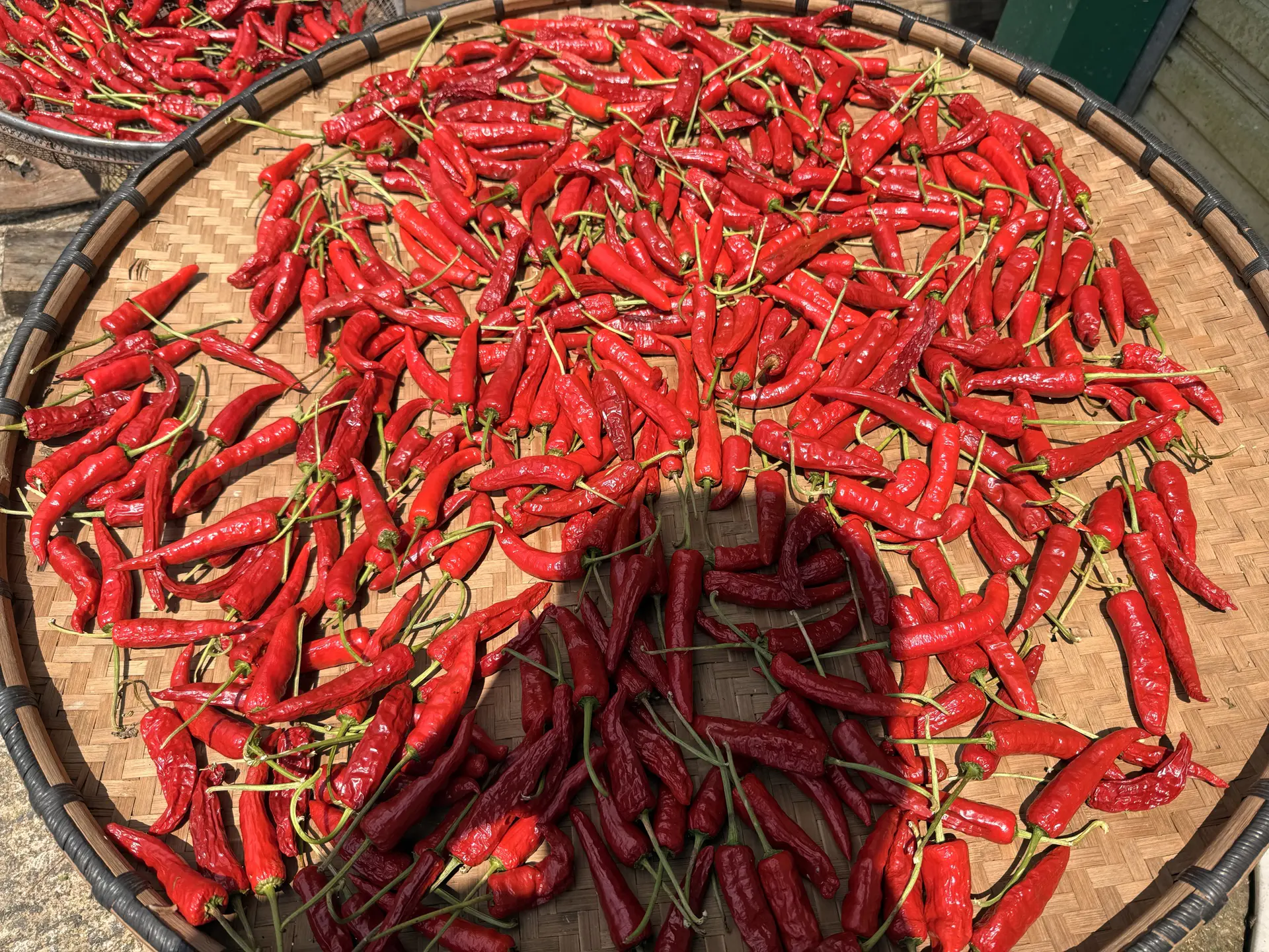 Red chillies spread on a round tray to dry in the sun