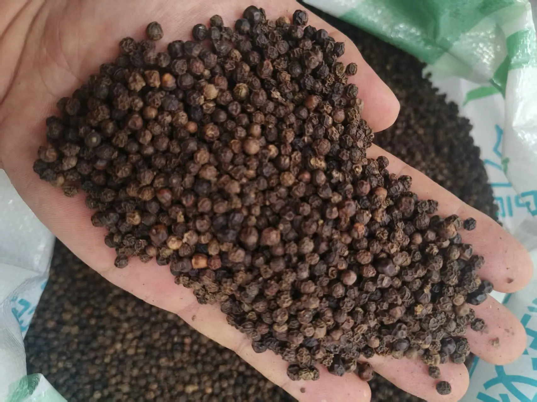 Handful of wrinkled dark black peppercorns above an open sack of the same lot