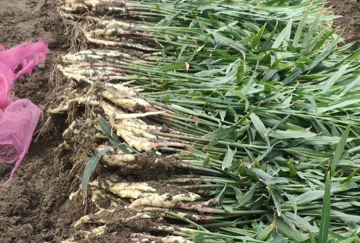 Freshly dug ginger rhizomes with leaves still attached